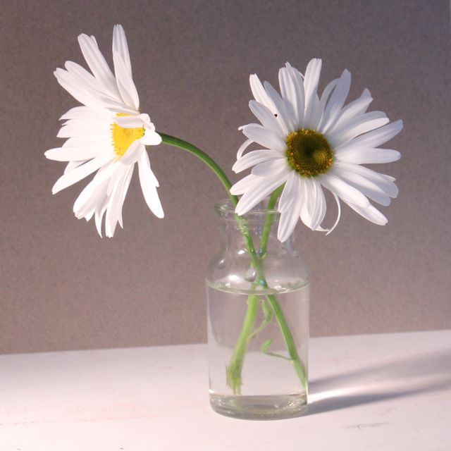 Daisies in a Vase - the set-up