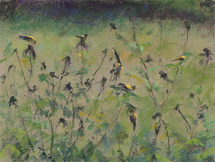 Donna Yeager, "Finch Feast," pastel on Canson Mi-tientes paper, 9 x 12 in - the original pastel used in the digital collage above