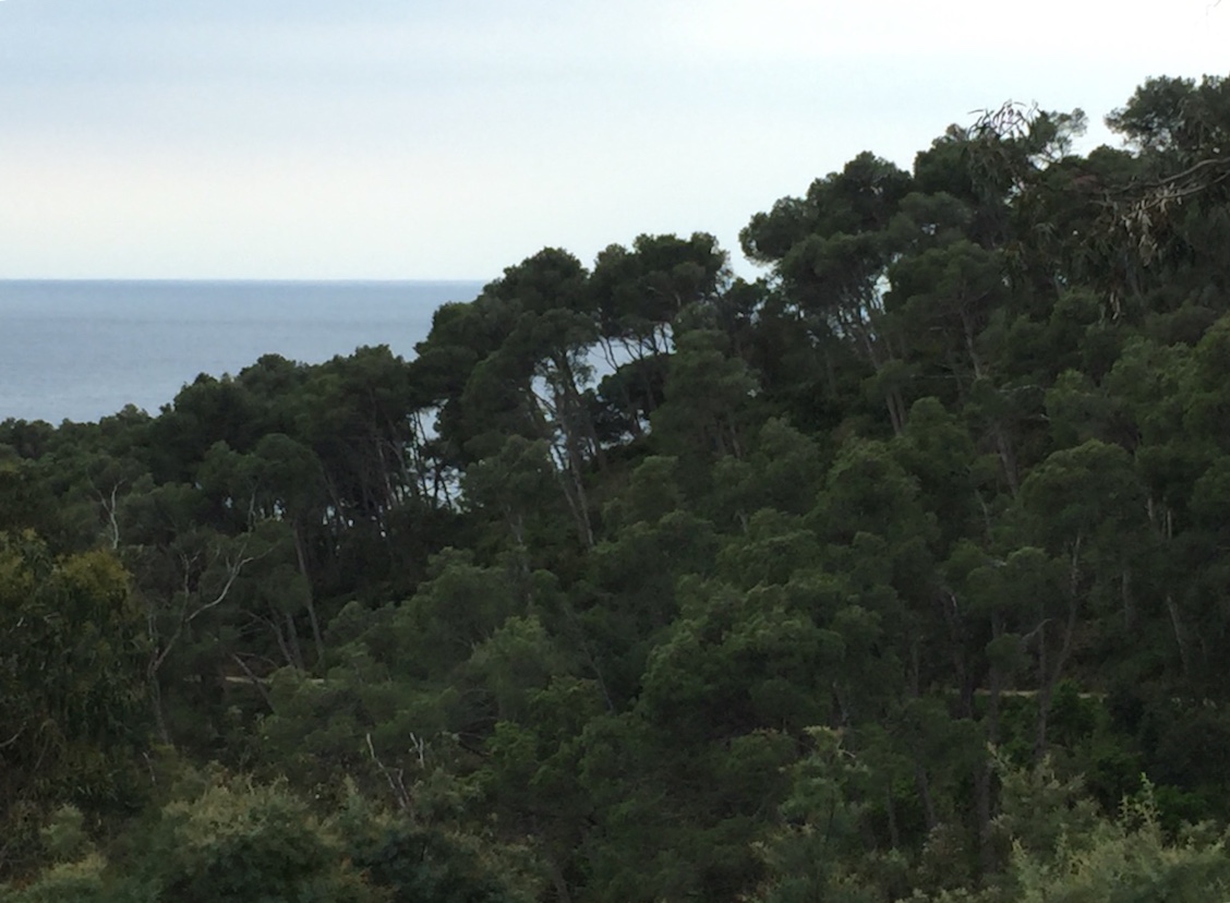 Painting an overcast day: The view of silhouetted trees against sea and sky in the Gardens of Cap Roig. 