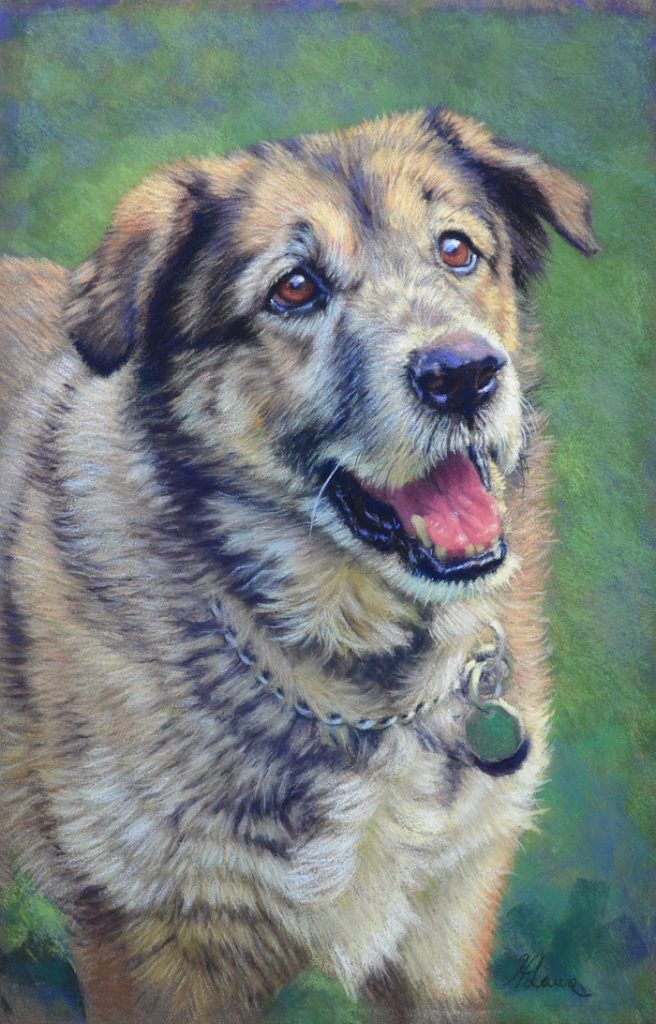 Heather Laws, "Gully," 2019, Pastel on LaCarte, 15 1/2  x 10 inches. Gully, a handsome old soul who is no longer with us. I completed this painting last year for my friend Carolyn. She adopted Gully in his senior years, rescued from neglect. Gully and Carolyn shared many years together and despite his health issues the love he found with Carolyn gave him the peace and companionship he longed for in his earlier years. Commissioned portrait.