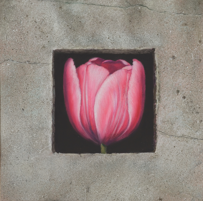 Tim Reilly, Pink Tulip, 2009, pastel on Crescent Illustration Board, 11 x 11 in. Available.