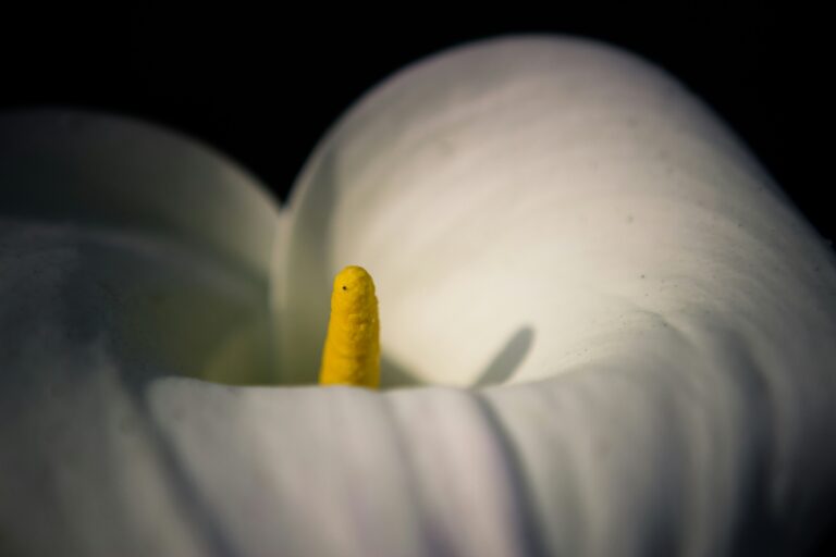 Photo of lily