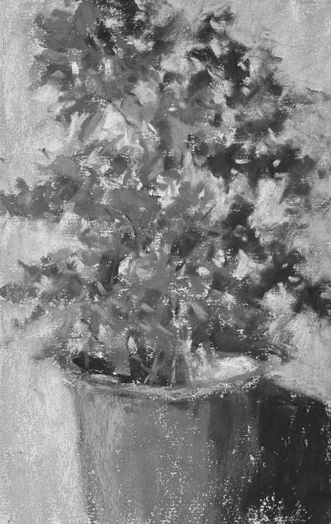 quick plein air painting: Bouganvillea in pot -bxw