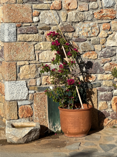 quick plein air painting: Bouganvillea in pot - reference taken an hour or so before painting